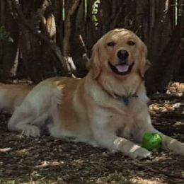 Roy - Golden Retriever