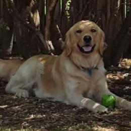 Roy - Golden Retriever