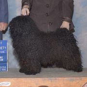 Solo - Puli