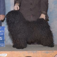 Solo - Puli