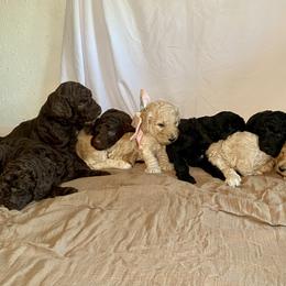 Poodle Puppies from Designer Poodles