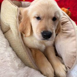Golden Retriever Puppies from American True Golden retriever