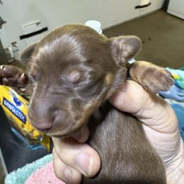 Eagle - Chocolate and tan male Dachshund puppy in Mayport, Pennsylvania from PA's Darling Doxies