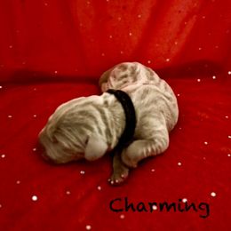 Charming - Silver gray male Weimaraner puppy in Aitkin, Minnesota from Whispering’s GunDogs