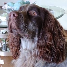 Drake - English Springer Spaniel