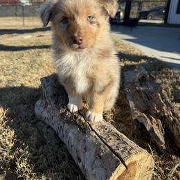 Australian Shepherd Puppies from Heritage Australian Shepherds