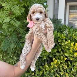 Pink Collar - Cream female Goldendoodle puppy in Corona, California from West Coast Goldendoodles