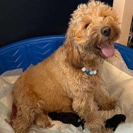 Butter - Goldendoodle