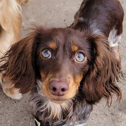 Calypso - Dachshund