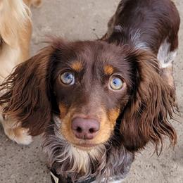 Calypso - Dachshund