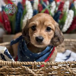 Storm - Cream male Dachshund puppy in Fayetteville, West Virginia from Loop Creek Dachshunds