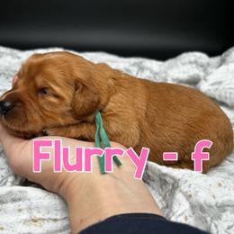 Flurry - Red  female Goldendoodle puppy in Lake City, Florida from North Florida Poodles and Doodles