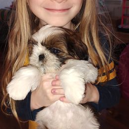 Shih Tzu Puppies from Ashkay Shiht-zus