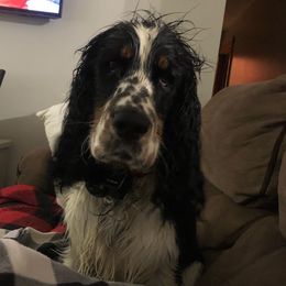 English Springer Spaniel Puppies from Indian Creek Springers