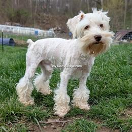 Lancelot - Miniature Schnauzer