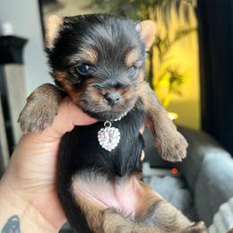 Pink girl - Black and tan female Yorkshire Terrier puppy in Las Vegas, Nevada from Lala’s Pups