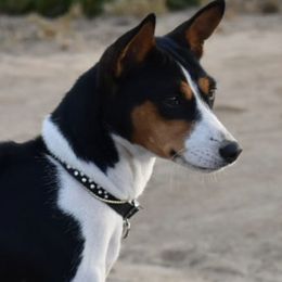 Autumn - Basenji