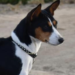 Autumn - Basenji