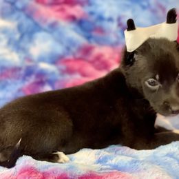 Unit - Black Xoloitzcuintli puppy in Victorville, California from Elegancia Vintage Xoloitzcuintle