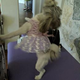 Havanese Puppies from Havanese Puppies of Austin Texas