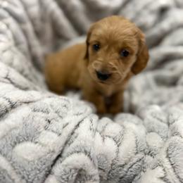 Sunny - Red female Dachshund puppy in Queen Creek, Arizona from Western Weens