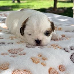Shih Tzu Puppies from Our ShihTzu Family
