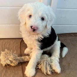 Meredith - Black and white female Sheepadoodle puppy in Provo, Utah from Doodlefolk
