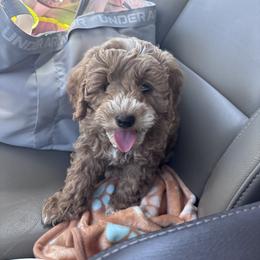 Cavapoo, Cockapoo, Goldendoodle, and Maltipoo Puppies from Perdue Puppies