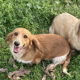 Chevy - Dachshund
