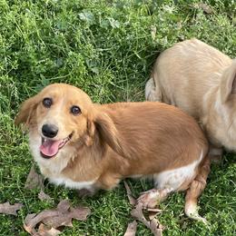 Chevy - Dachshund