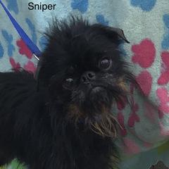 Sniper - Brussels Griffon