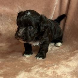 Brownie - Chocolate male Havanese puppy in Maryville, Missouri from Dreamworks Havanese