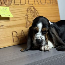 Boy 2 - Black white and brown male Basset Hound puppy in Poland, Indiana from Bolderosa Bassets