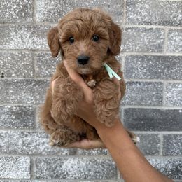 Luisa - Red  female Goldendoodle puppy in Katy, Texas from Sweet T Doodles