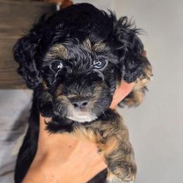 Pluto - Black tri-color male Aussiedoodle puppy in Prescott Valley, Arizona from Ramirez Family Doodles