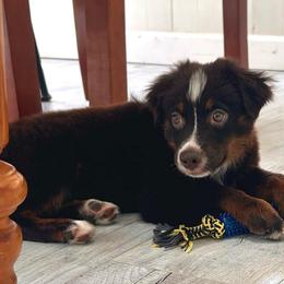 Jan Brady - Red tri female Toy Australian Shepherd puppy in Sulphur, Louisiana from Triple J Aussies and Corgis