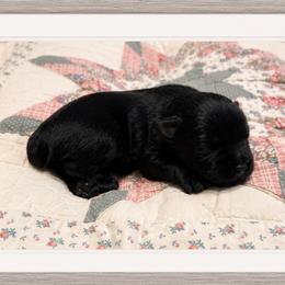Johnny - Black male Miniature Schnauzer puppy in Summerfield, Florida from M & M Schnauzers