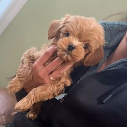 Teal girl - Apricot female Goldendoodle puppy in Dupont, Washington from Willow Tree Doodles