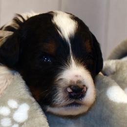 Teal Collar Boy - Tri-color male Bernedoodle puppy in Ogden, Utah from Salty Point Doodles