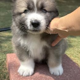 Caucasian Shepherd Dog and Poodle Puppies from Great Strength