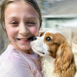 Picasso - Blenheim male Cavalier King Charles Spaniel puppy in Richmond, Virginia from Irresistible Dachshunds & Cavaliers