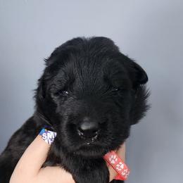 Sadie - Black female German Shepherd puppy in White Cloud, Michigan from Von WestLynn German Shepherds