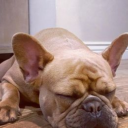 French Bulldogs from NVME Frenchies