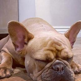 French Bulldogs from NVME Frenchies
