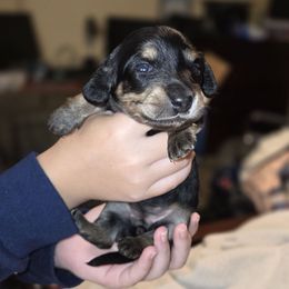 Winnie - Black and tan female Dachshund puppy in Mobile, Alabama from Mobile Mini Dachshunds