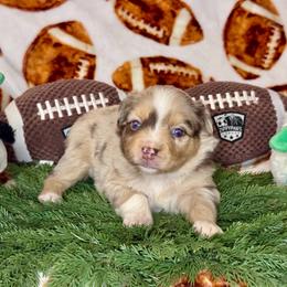 Pinkie Pie - Red merle female Australian Shepherd puppy in California from Eagle River Aussies