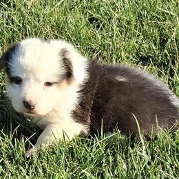 Indy - Black and tan female Pembroke Welsh Corgi puppy in Hillsville, Virginia from Bonderosa Kennels