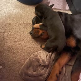 Rottweilers from Von Der Chavij