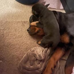Rottweilers from Von Der Chavij