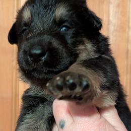 GIRL 1 - Bi-color female German Shepherd puppy in Bennington, Vermont from Vom Eichenhain GSD's